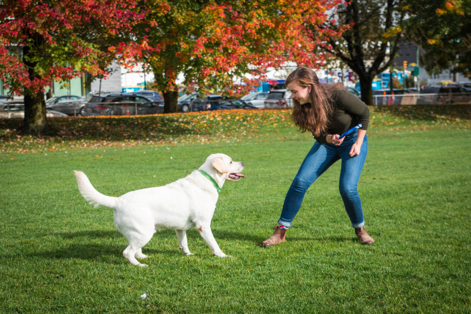 dog-training-large-white-lab-trick-outdoors-autumn-fall-2